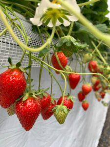 「福岡　イチゴ狩り」オススメ　いるべのいちご園